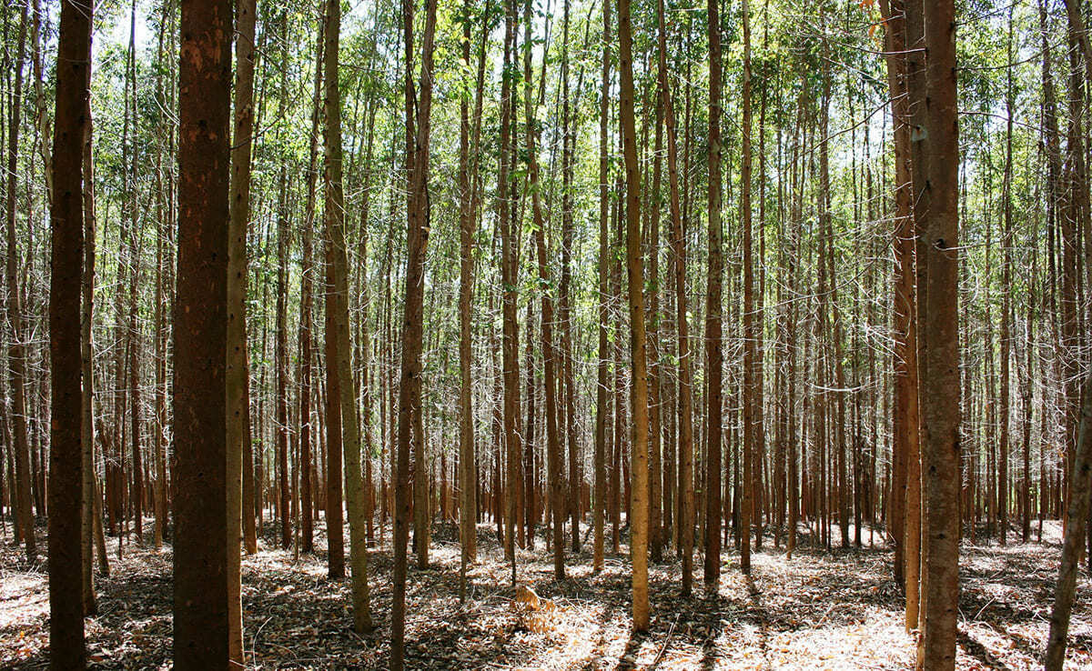 Edafólogo Felipe Macías preconiza plantar eucaliptos alegando puede evitar incendios forestales
