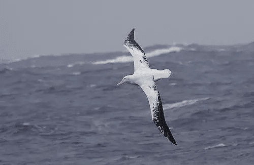 México regreso aves marinas albatros grises blancos, localmente extintas islas país