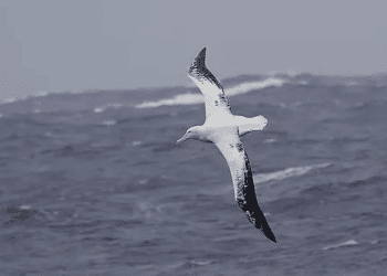 México regreso aves marinas albatros grises blancos, localmente extintas islas país