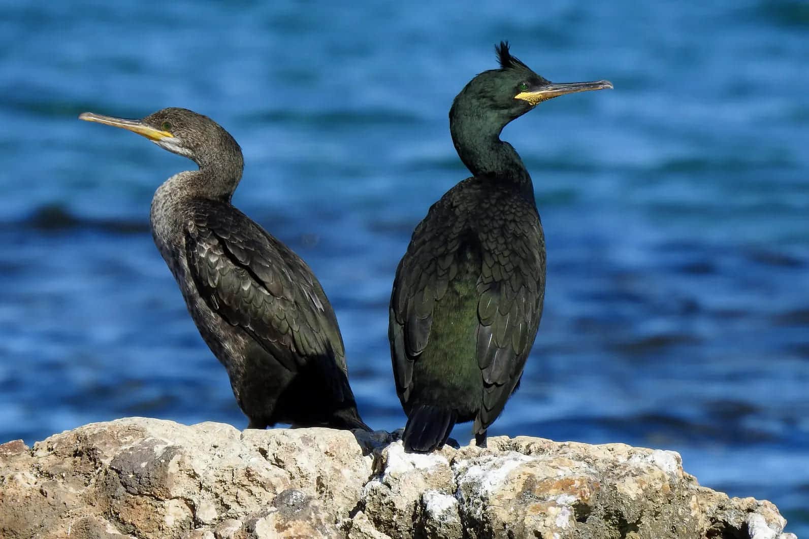 cormorán moñudo situación crítica isla Ons Bueu llegada depredador visón americano