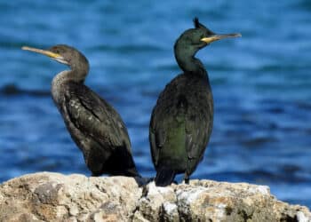 cormorán moñudo situación crítica isla Ons Bueu llegada depredador visón americano