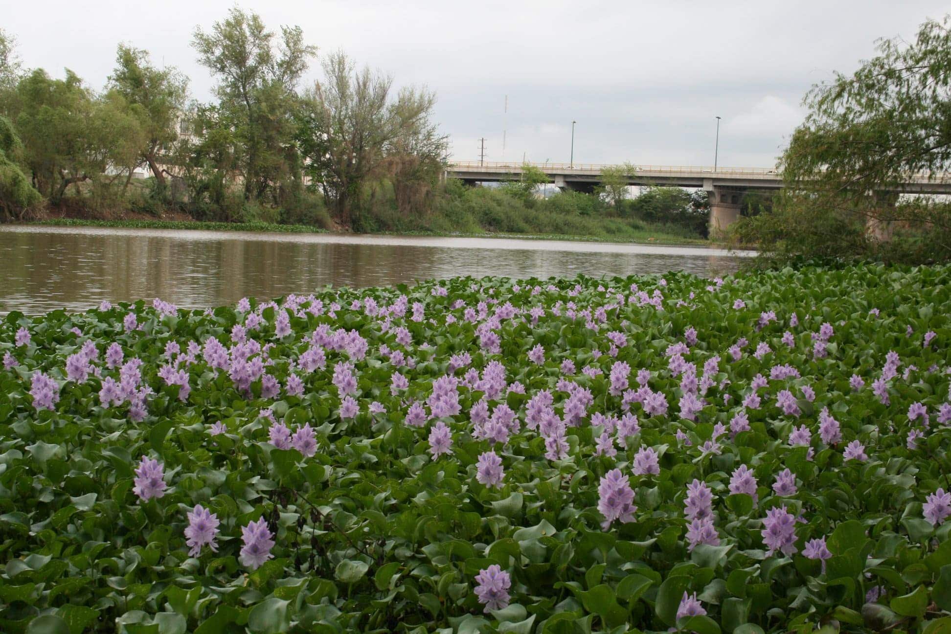 Cinco especies acuáticas invasoras Latinoamérica Caribe proliferan ríos lagos mundo