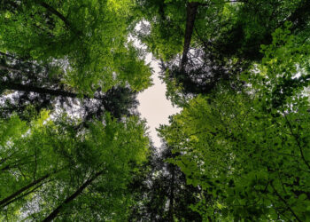 9 cada 10 españoles considera fundamental proteger bosques clave lucha contra cambio climático