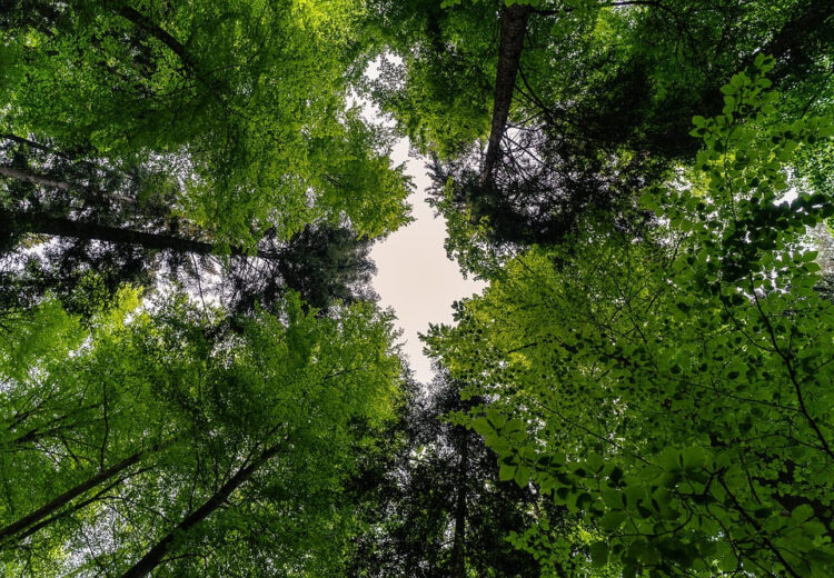 9 cada 10 españoles considera fundamental proteger bosques clave lucha contra cambio climático