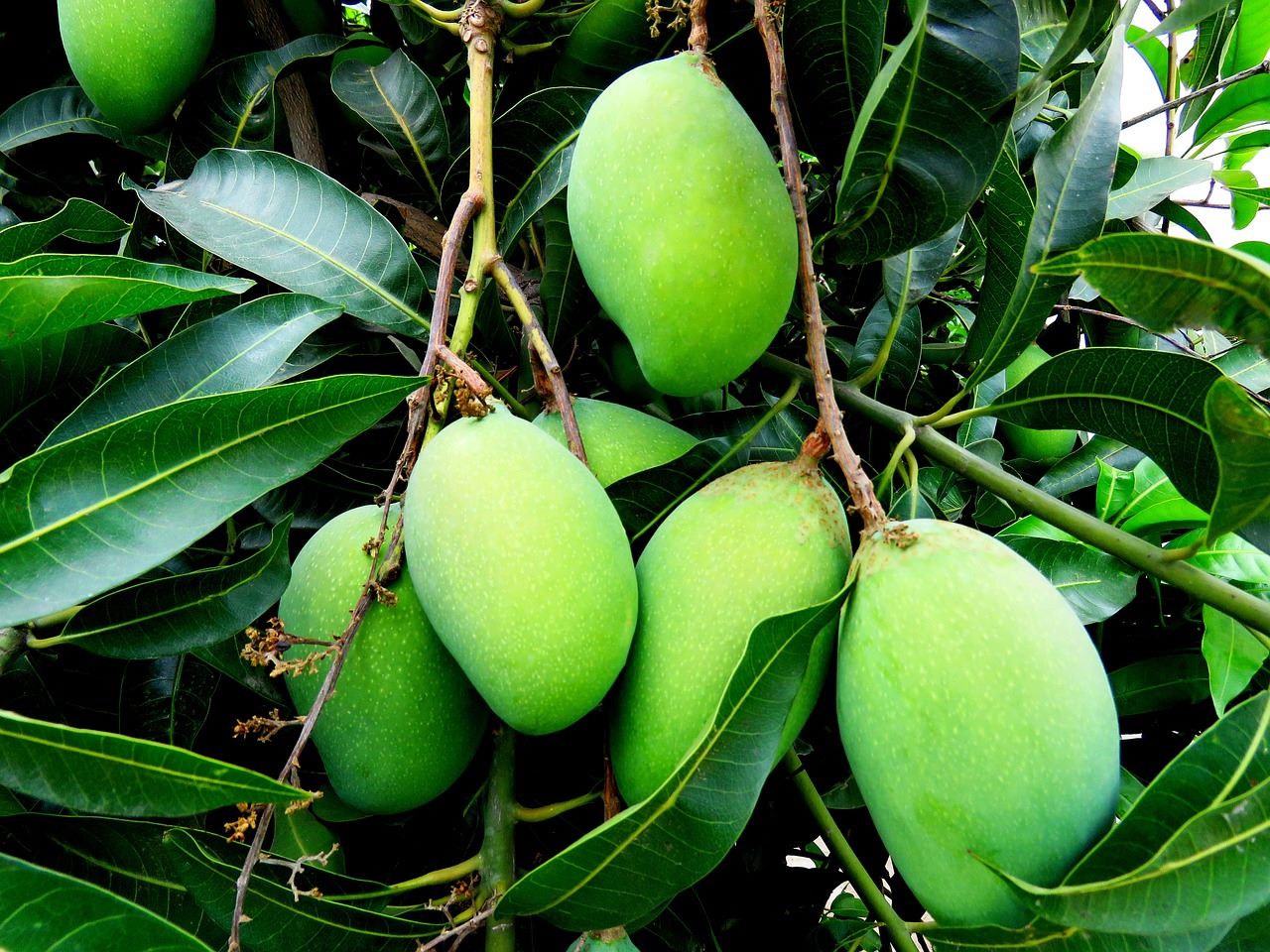 hoja mango bioplástico alarga vida alimentos
