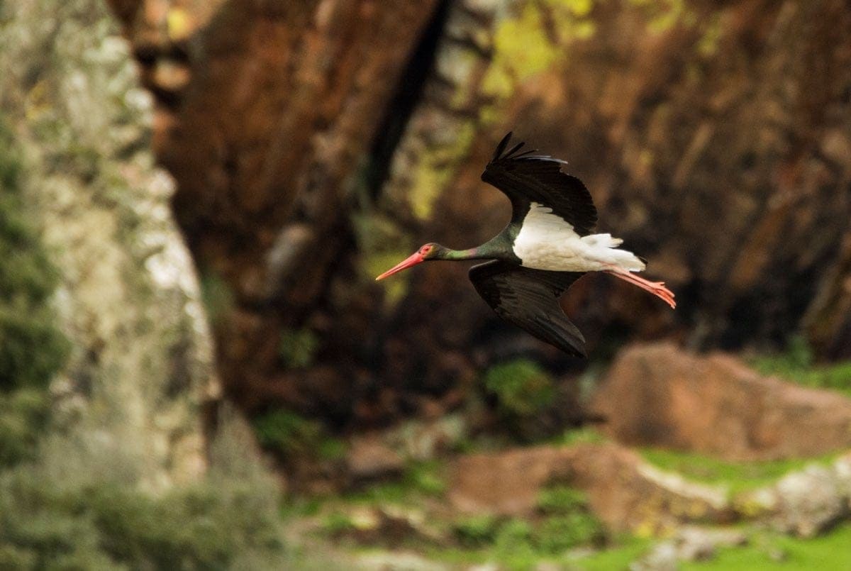 21ª edición Feria Internacional Turismo Ornitológico Monfragüe epicentro mundial turismo observación aves