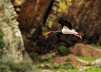 21ª edición Feria Internacional Turismo Ornitológico Monfragüe epicentro mundial turismo observación aves