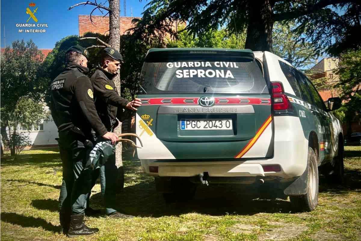 Agentes Servicio Protección Naturaleza Seprona interviene 37 lazos 5 cepos capturar especies silvestres Ciudad Real