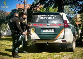 Agentes Servicio Protección Naturaleza Seprona interviene 37 lazos 5 cepos capturar especies silvestres Ciudad Real