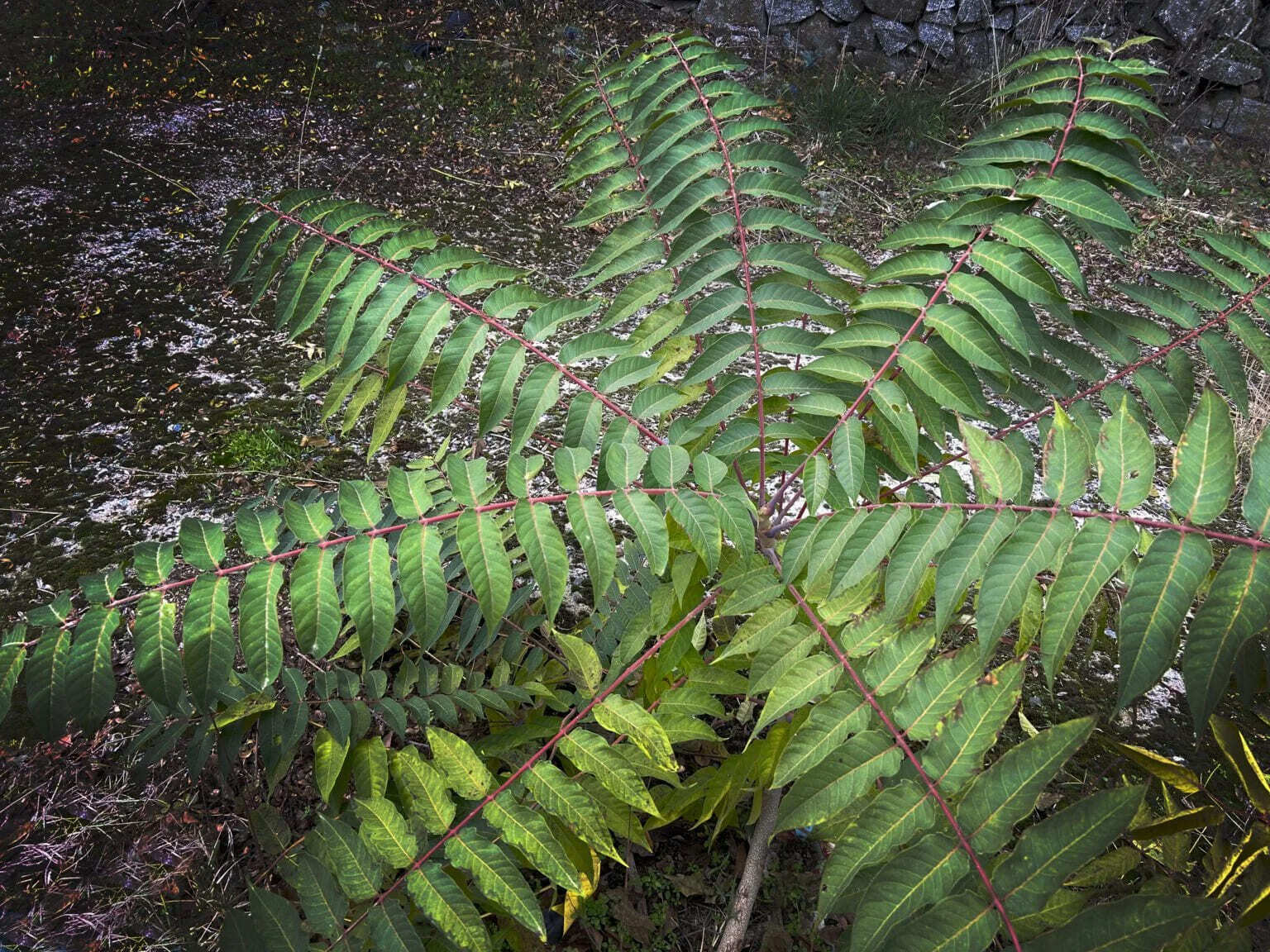 ONGs ecologistas Rioja piden crear catálogo especies exóticas invasoras región