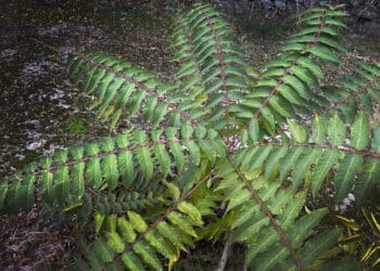 ONGs ecologistas Rioja piden crear catálogo especies exóticas invasoras región
