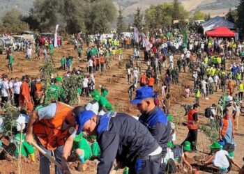 Argelia planta un millón árboles un solo día contra desertificación país