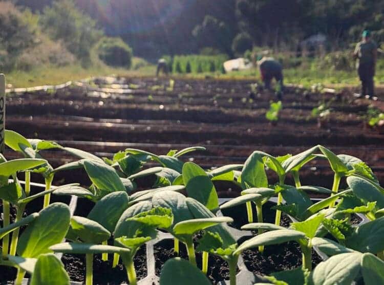 Asociaciones productores ecológicos ecologistas falta estrategia futuro Ley Agraria Baleares