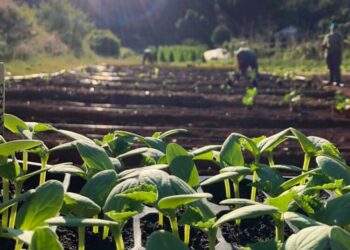 Asociaciones de productores ecológicos y ecologistas, reprochan falta de estrategia de futuro a la nueva 'Ley Agraria de Baleares' 2 Asociaciones productores ecológicos ecologistas falta estrategia futuro Ley Agraria Baleares