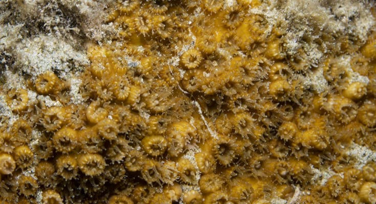 Oculina Patagonica coral mediterráneo resiste cambio climático dieta flexible