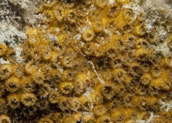 Oculina Patagonica coral mediterráneo resiste cambio climático dieta flexible