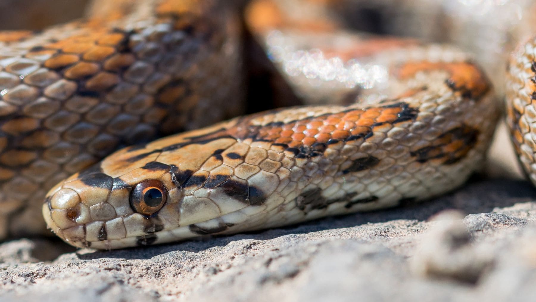 Baleares catalogar especies invasoras serpientes introducidas islas