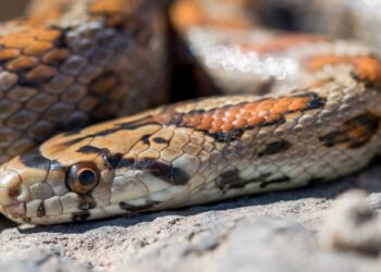 Baleares catalogar especies invasoras serpientes introducidas islas