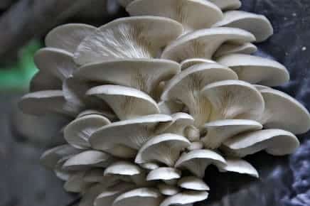 Bruselas mayor fábrica europea embalajes biodegradables ecológicos hongos micomateriales