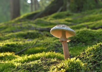 Castilla-La Mancha ha presentado este viernes en Bruselas su ‘Estrategia regional de Bioeconomía’, destacan el ‘papel clave de la gestión’ 4 Castilla La Mancha Bruselas Estrategia regional Bioeconomía