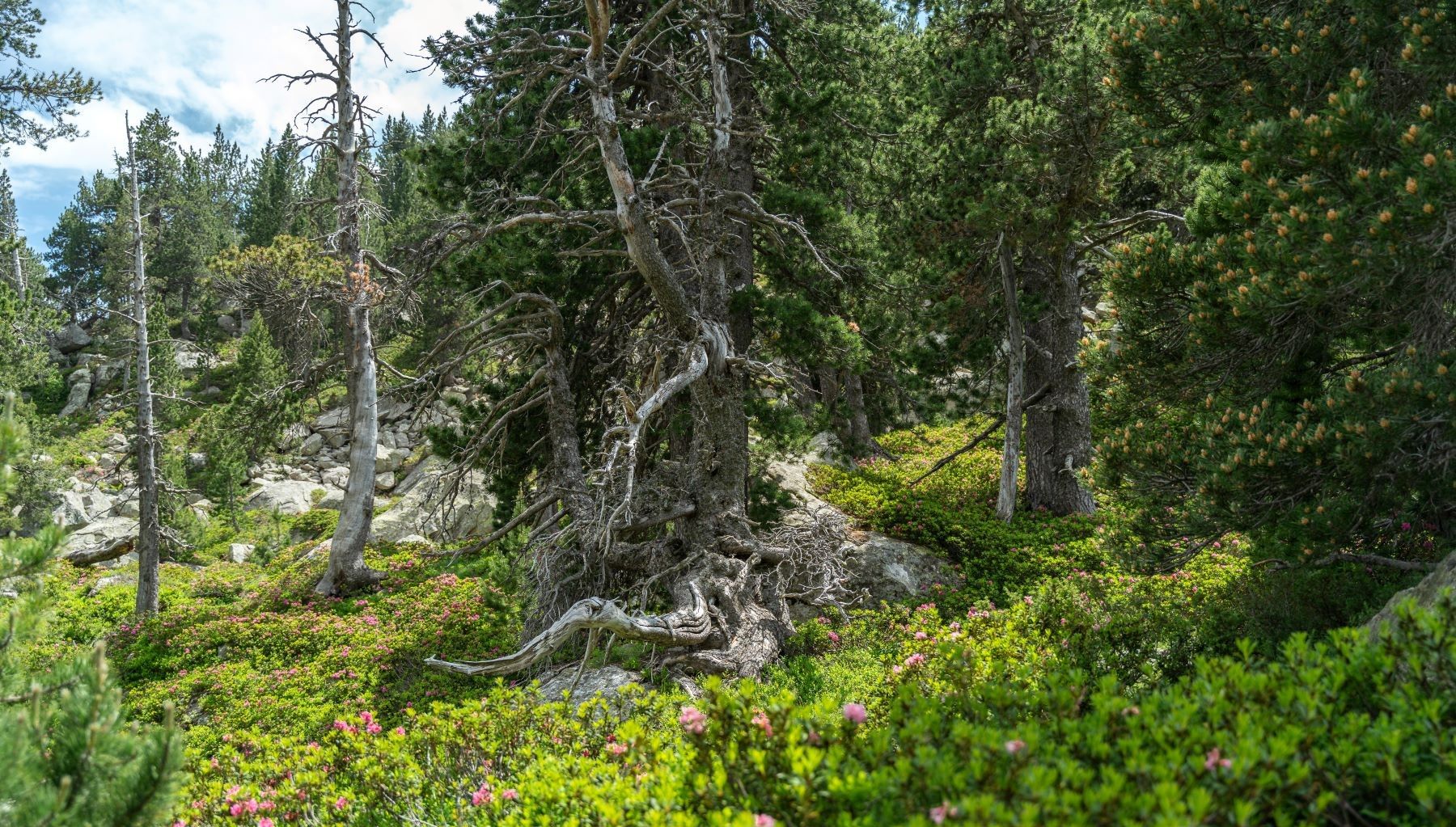 Cataluña presenta ForesFuture simula cómo evolucionan bosques debemos gestionarlos