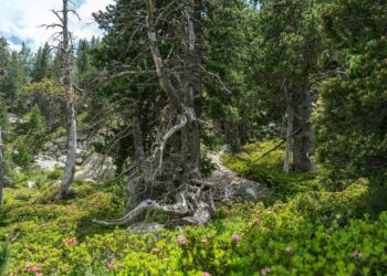 Cataluña presenta el ForesFuture: simula cómo evolucionan los bosques y como debemos gestionarlos 2 Cataluña presenta ForesFuture simula cómo evolucionan bosques debemos gestionarlos