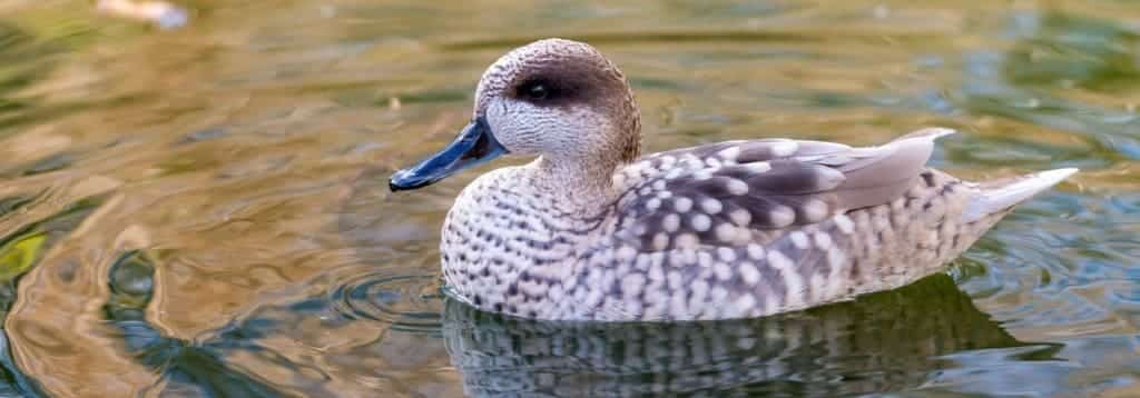 Liberados humedal San Gaspar 30 ejemplares cerceta pardilla Jerez Frontera Cádiz