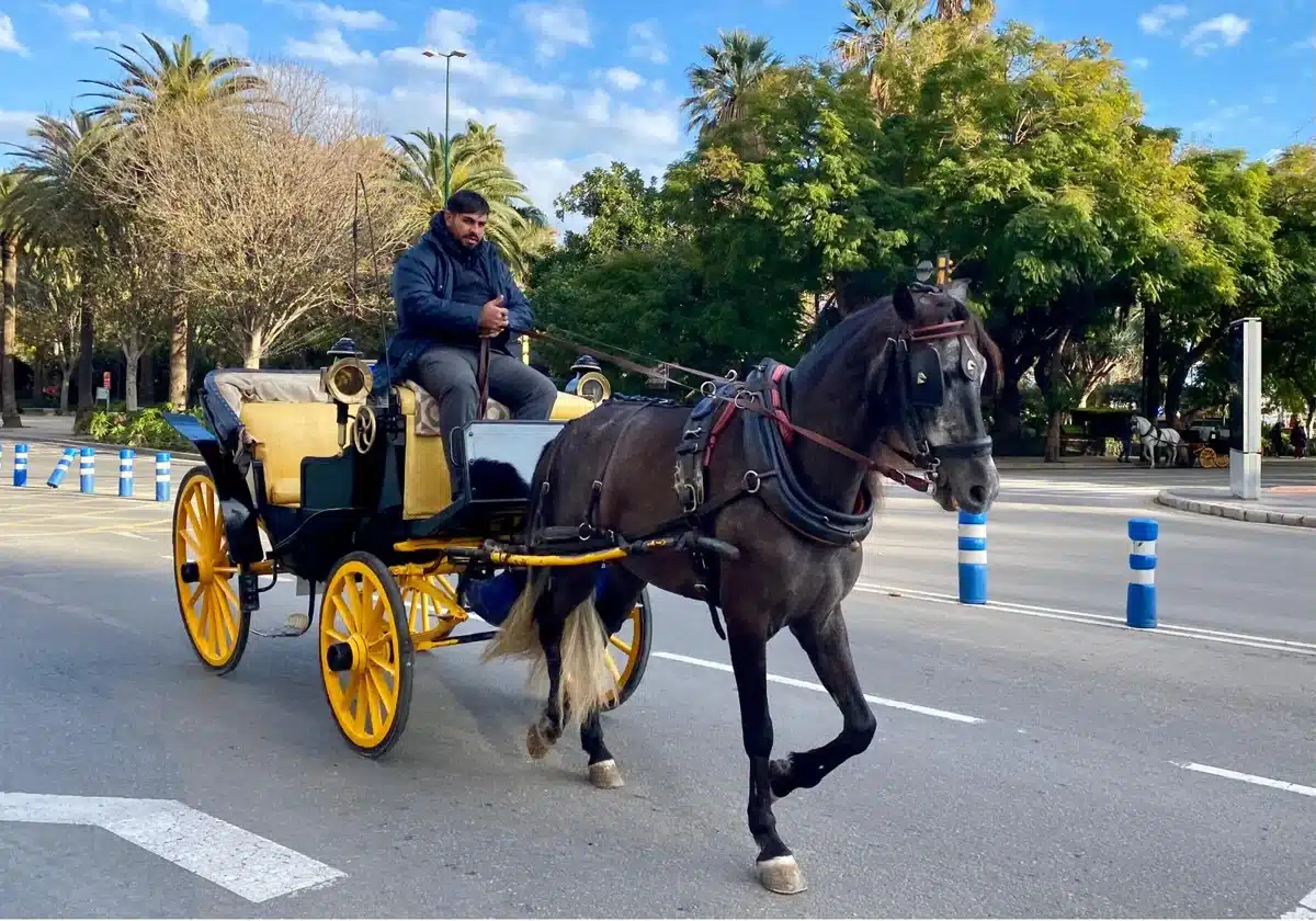 Málaga finiquita transporte turístico viajeros coches caballos crueldad menos