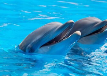 Delfines alzhéimer