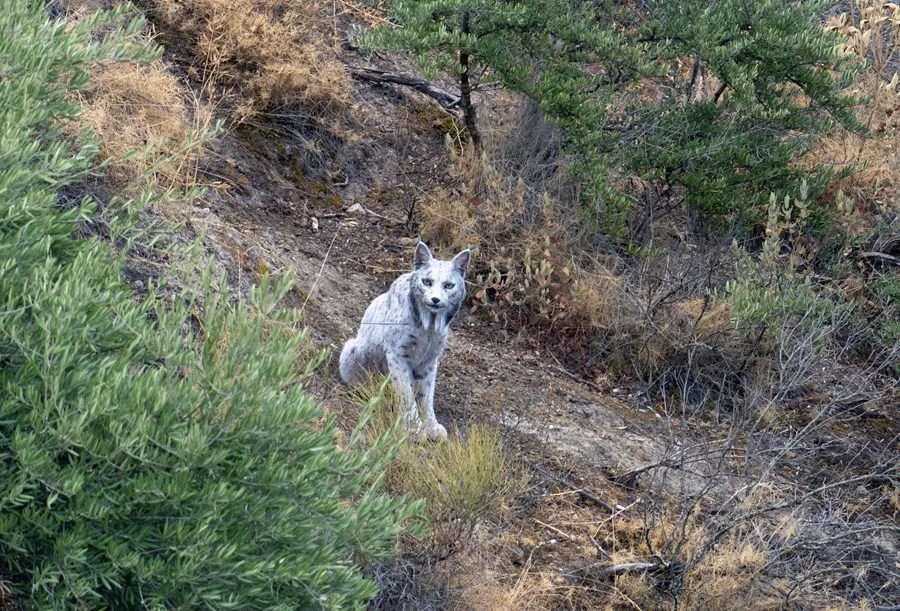 Descubren Jaén primer seguramente único lince ibérico blanco Planeta