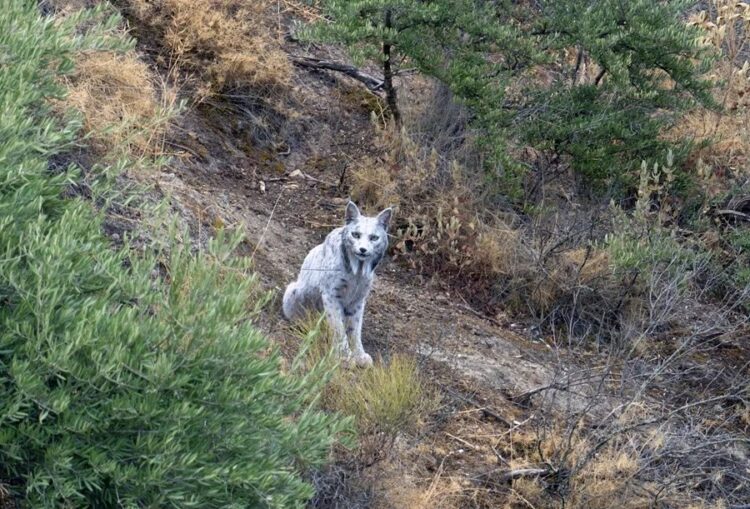 Descubren en Jaén al primer y seguramente único ‘lince ibérico blanco’ del Planeta 1 Descubren Jaén primer seguramente único lince ibérico blanco Planeta