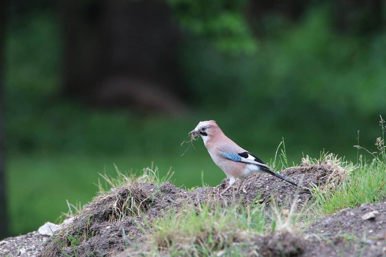incendio forestal biodiversidad ayuda bosques