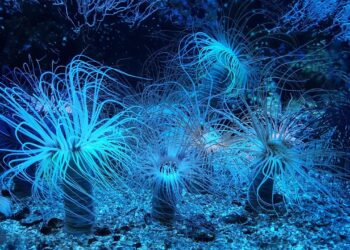 Día Internacional de los Fondos Marinos 2025 3 Día Internacional Fondos Marinos 2025