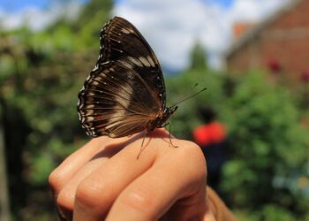 Día Mundial de la Ecología 2025 2 dia mundial ecologia 2025