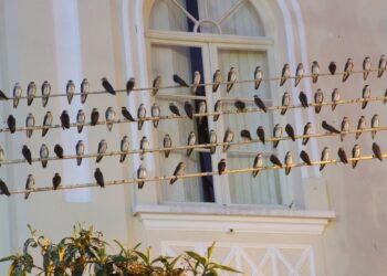 Día Mundial Ciudades 2025 integración biodiversidad diseño planificación urbes