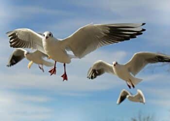 Día Aves 2025 lema Conservar aves hábitats frenar cambio climático