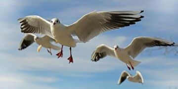 Día Aves 2025 lema Conservar aves hábitats frenar cambio climático