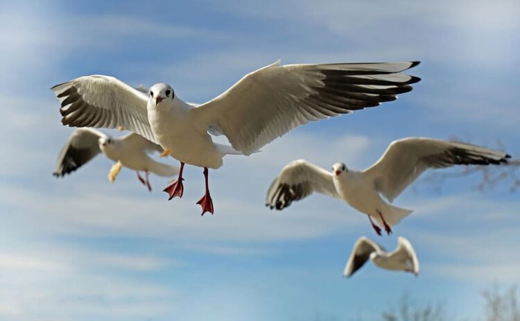 Día Aves 2025 lema Conservar aves hábitats frenar cambio climático