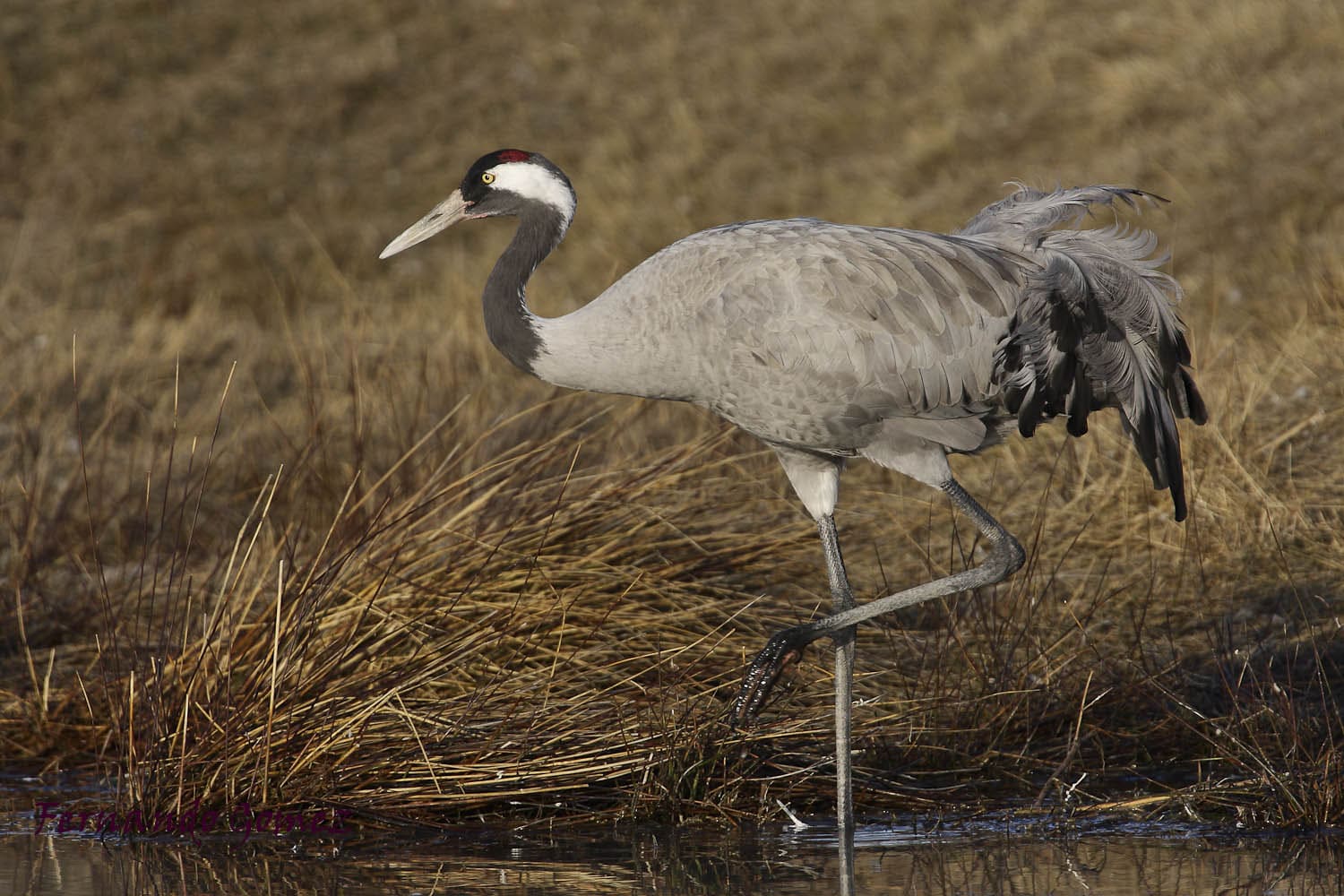 mortalidad grullas comunes podría estar relacionada gripe aviar subtipo H5N1