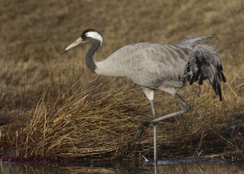 Día Mundial Aves Migratorias 2025 cinco especies llegan otoño