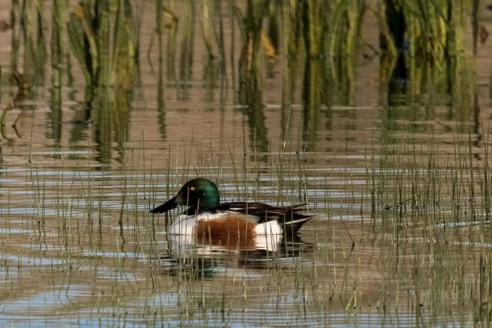 Doñana inunda aguas mareales dos tercios actuales marismas agua dulce ecologistas dicen NO