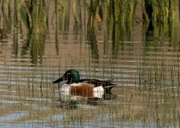 Doñana inunda aguas mareales dos tercios actuales marismas agua dulce ecologistas dicen NO