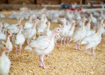 Ecologistas ven la crisis de gripe aviar como muestra de la insostenibilidad del ‘modelo industrial’ 4 Ecologistas crisis gripe aviar insostenibilidad modelo industrial