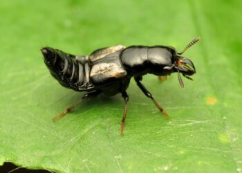 Ecuador más 20 nuevas especies escarabajo vagabundo
