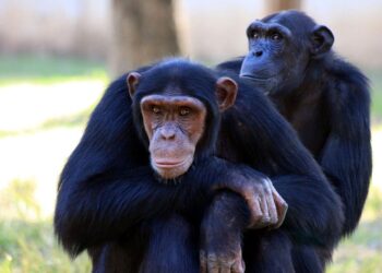 España Ley Jane Goodall proteger grandes simios