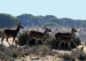 MITECO presupuesto Acuerdo Doñana