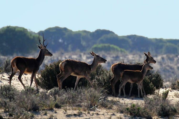 MITECO presupuesto Acuerdo Doñana
