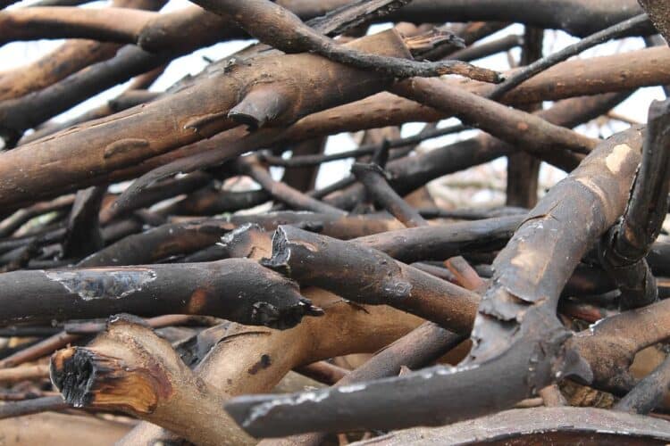 aprovechamiento madera perímetros incendios forestales verano Extremadura inadmisible
