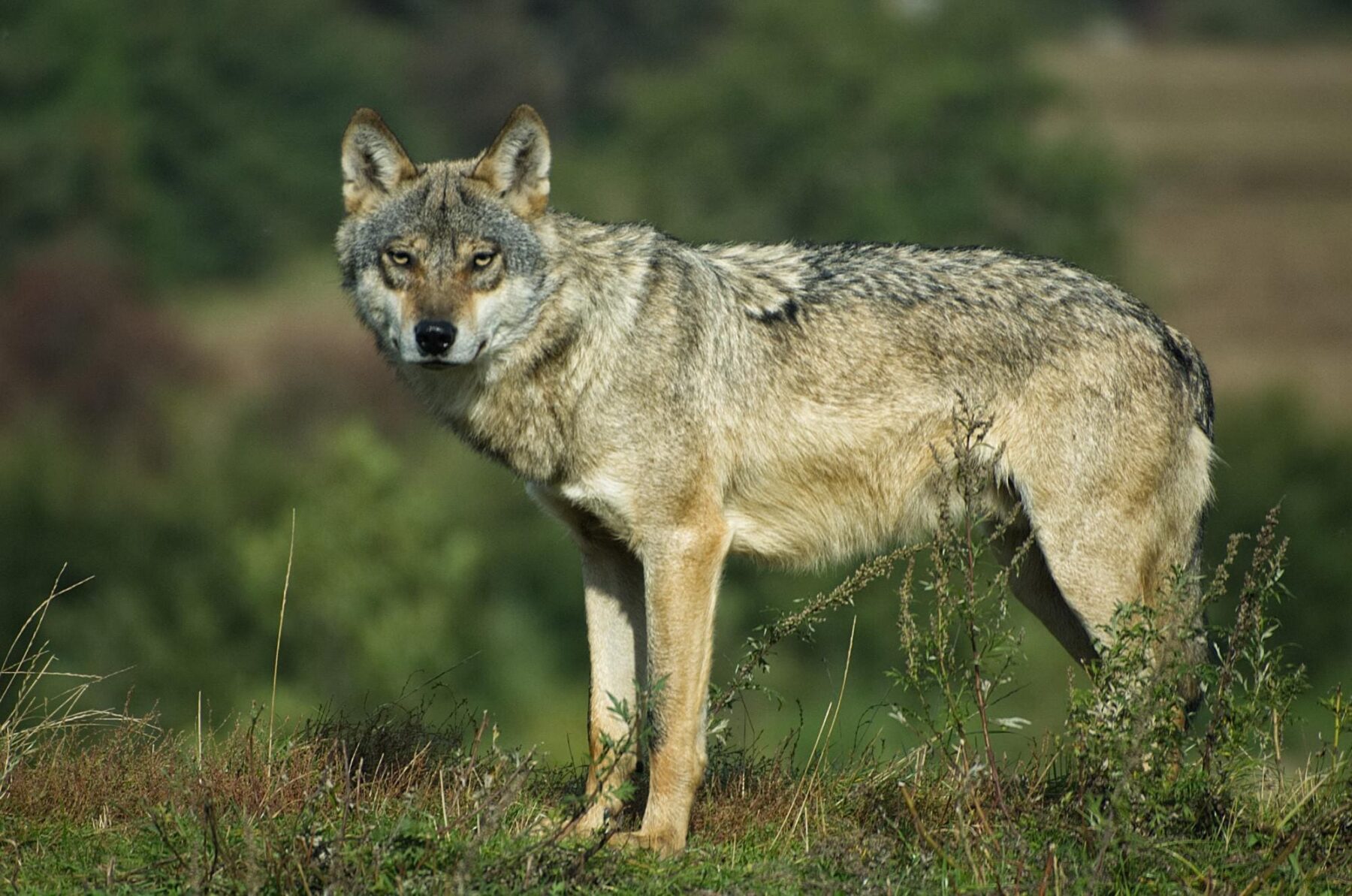 El lobo es ‘temeroso’ del ser humano, según un estudio publicado en Current Biology 