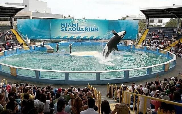 Seaquarium Miami cierra puertas años protestas People for the Ethical Treatment of Animals